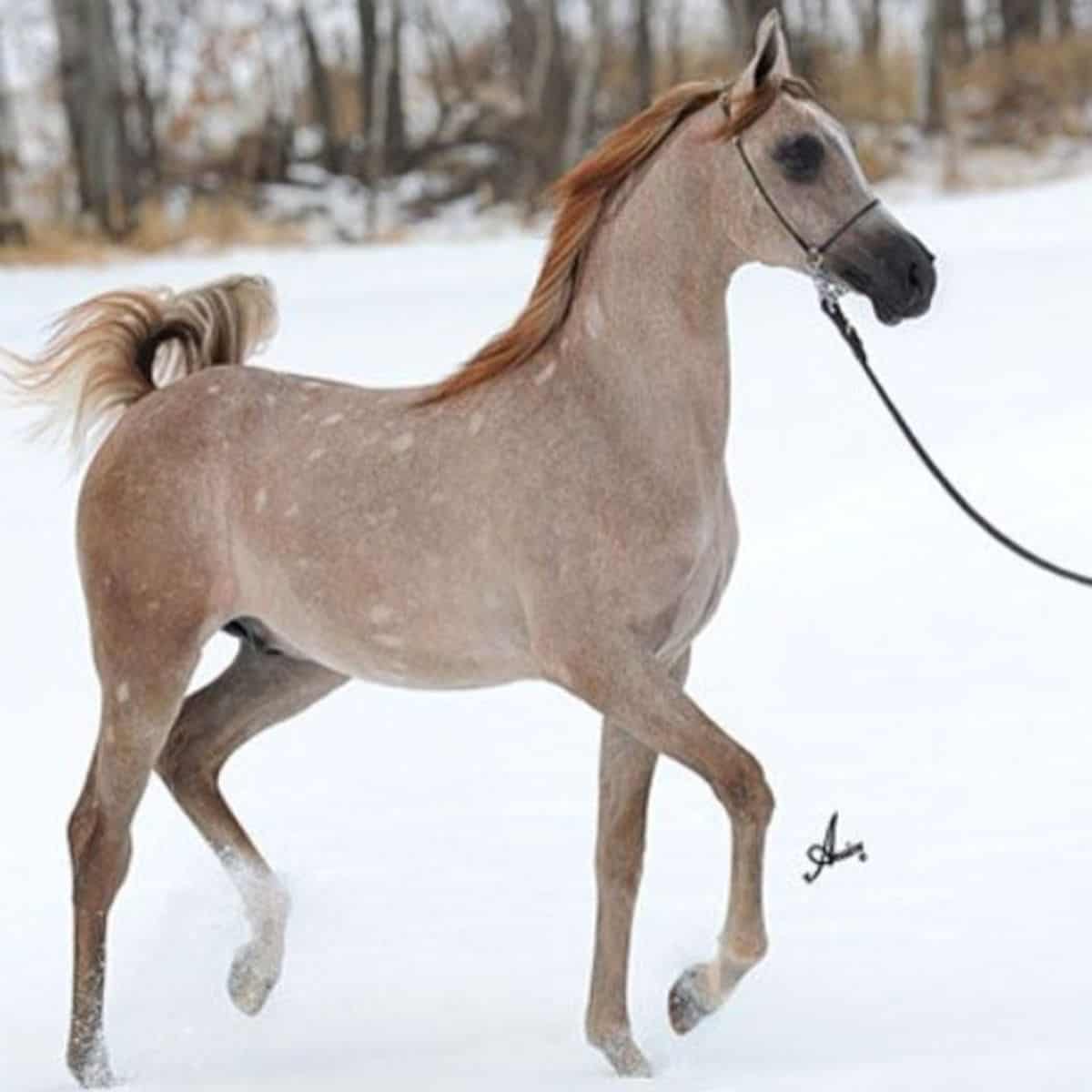 A gray-ginger foal with a ginger mane walks on the snow-covered ground.