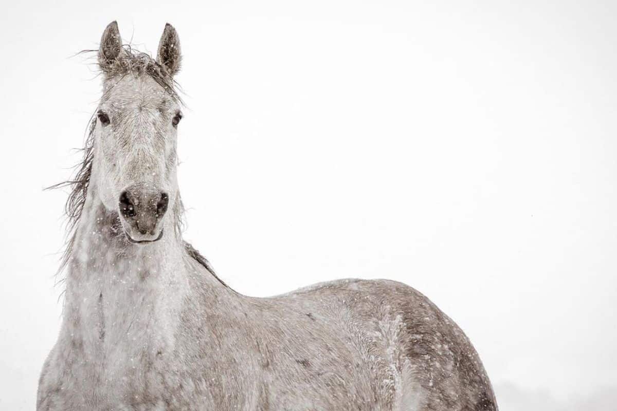 A marvelous gray horse on a snowy background.