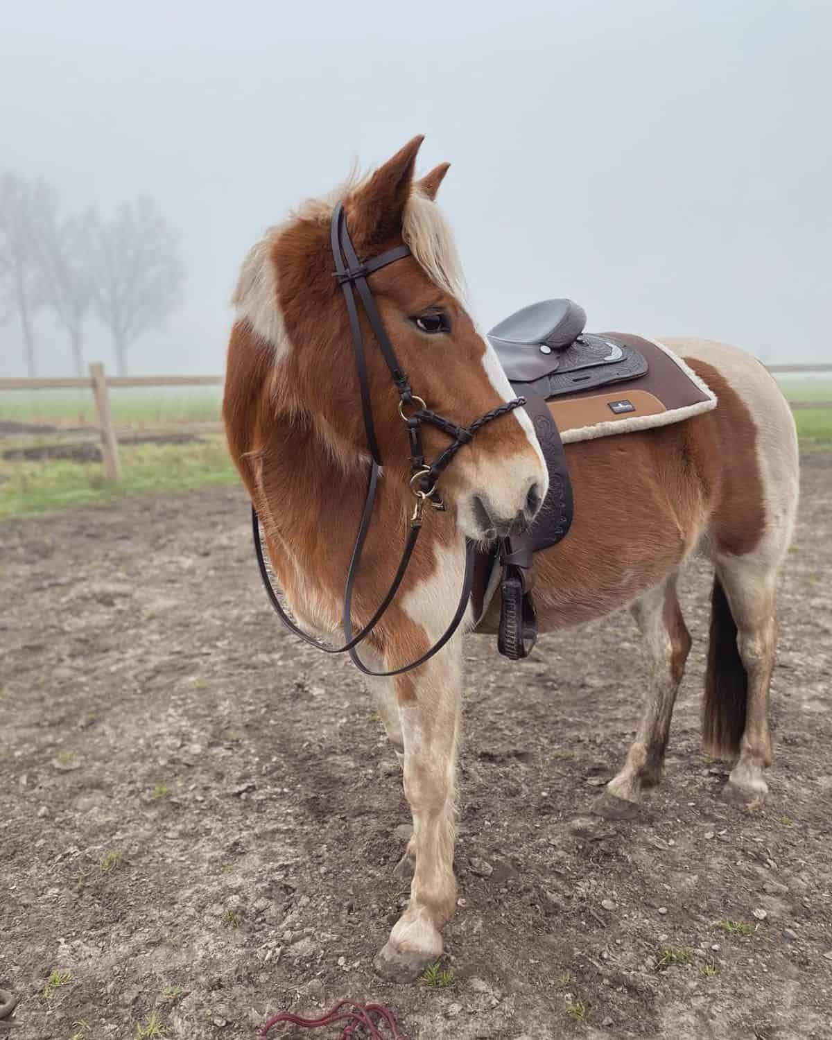 An adorable young brown horse with a leather saddle on a paddock.