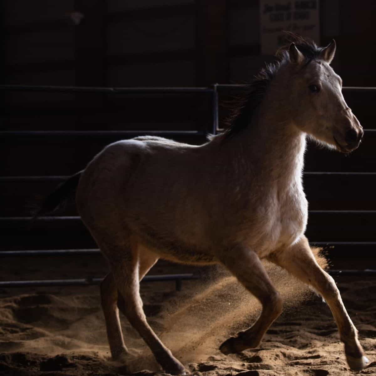 A young brown horse running in a paddock.