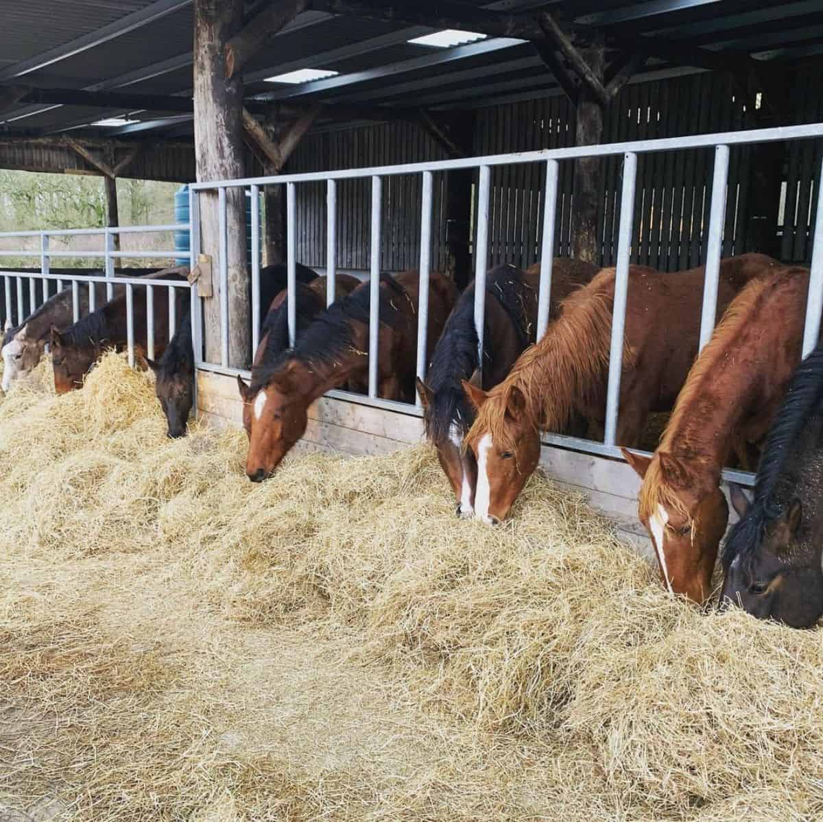 A bunch of brown horses eating hay in a stable.