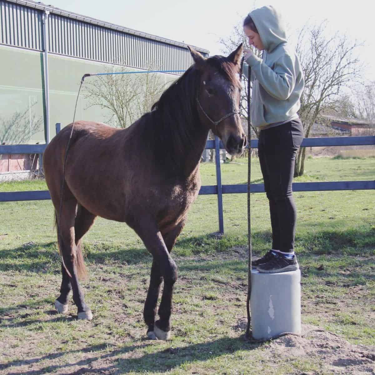 A horse trainer teaching a brown horse on a paddock.