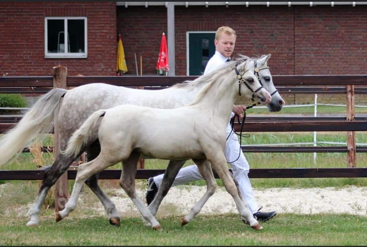 A horse trainer leading two white horses on a paddock.