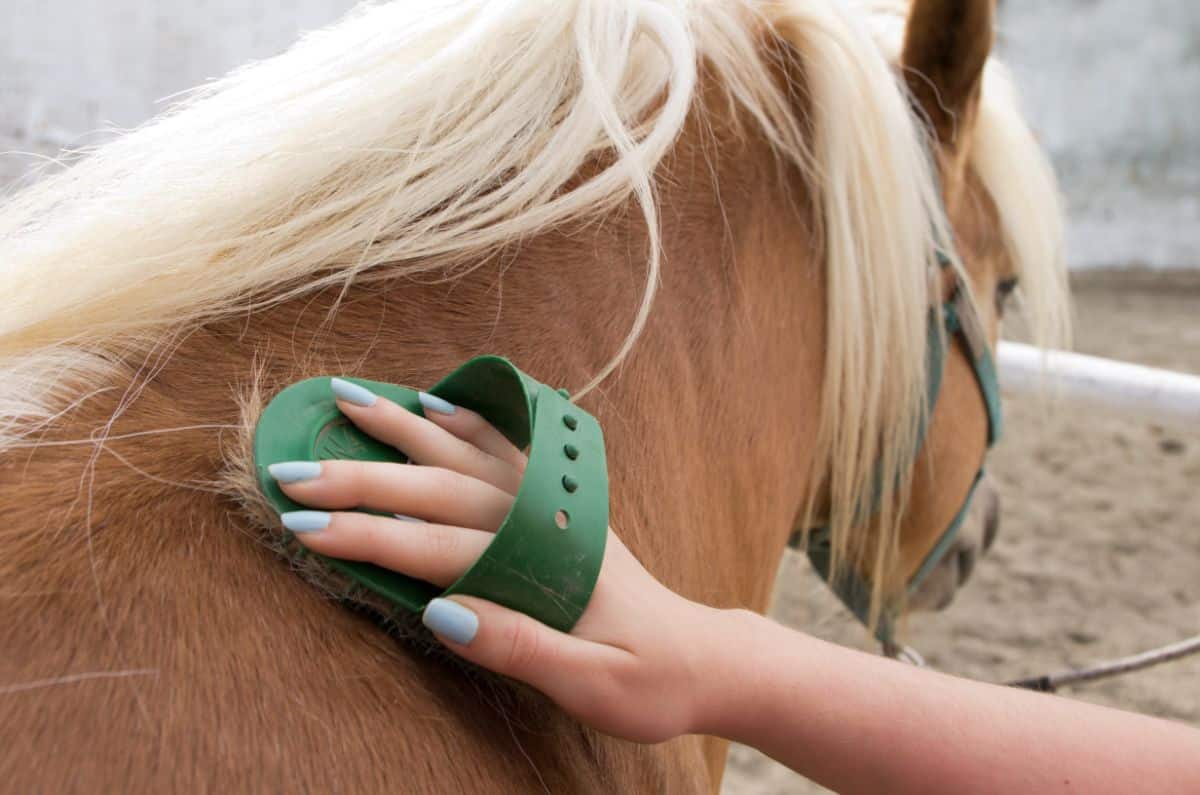A woman brushing a brown horse with a green brush.
