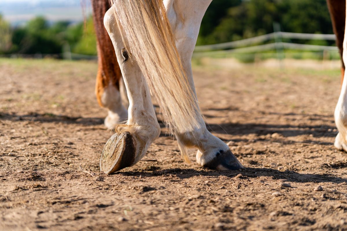 Fetlocks of a white horse.