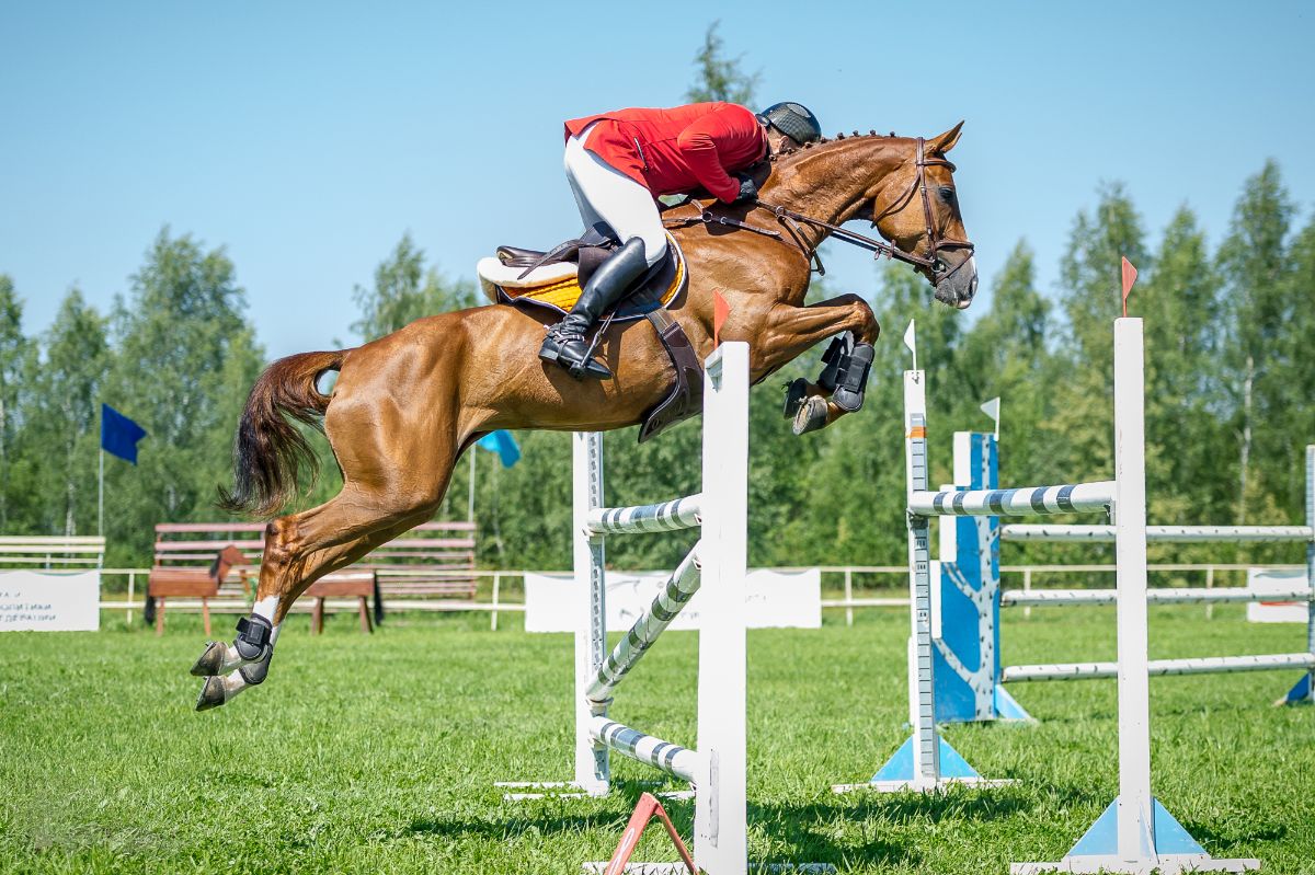 A horse hunter jumping.