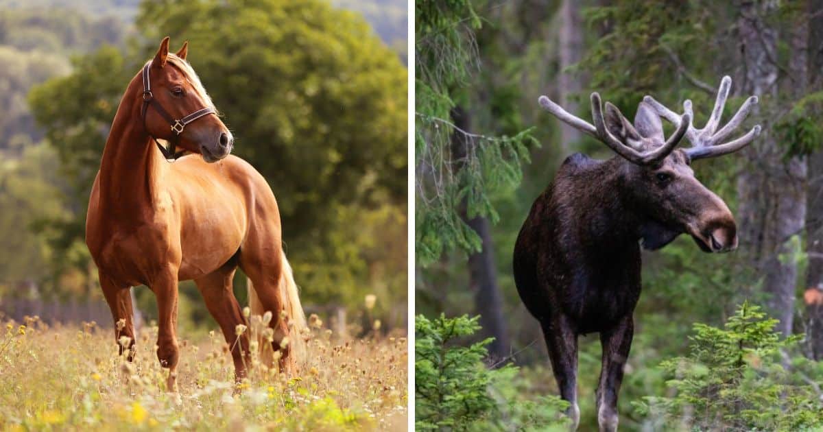 Image of a brown horse and image of a moose.