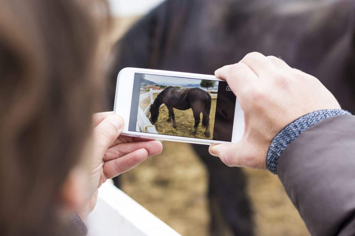 A man taking a photo of a brown horse.