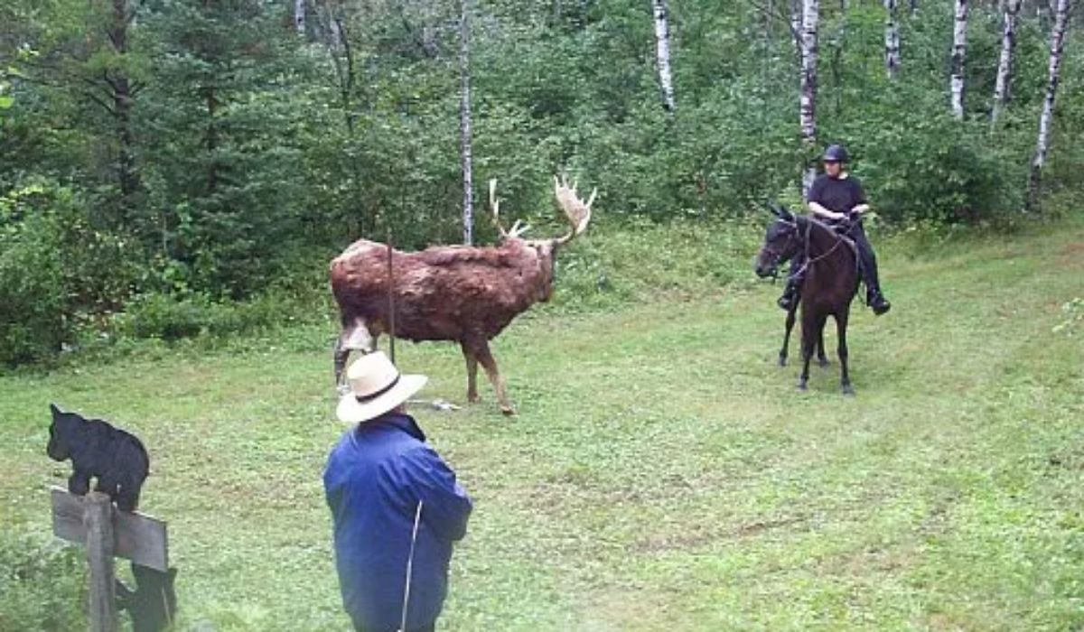 A big moose confronts a horse with its rider.