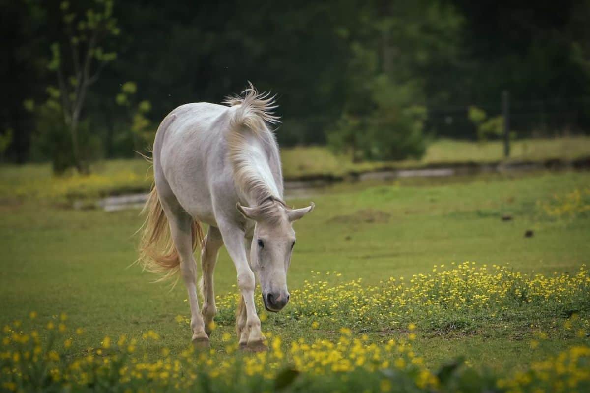 A white Mustang horse walks on a meadow.
