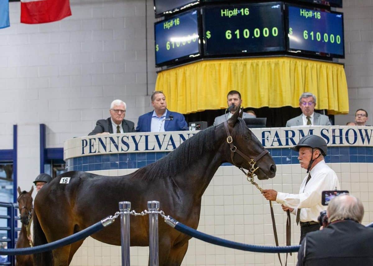 A brown Standardbred horse on auction.