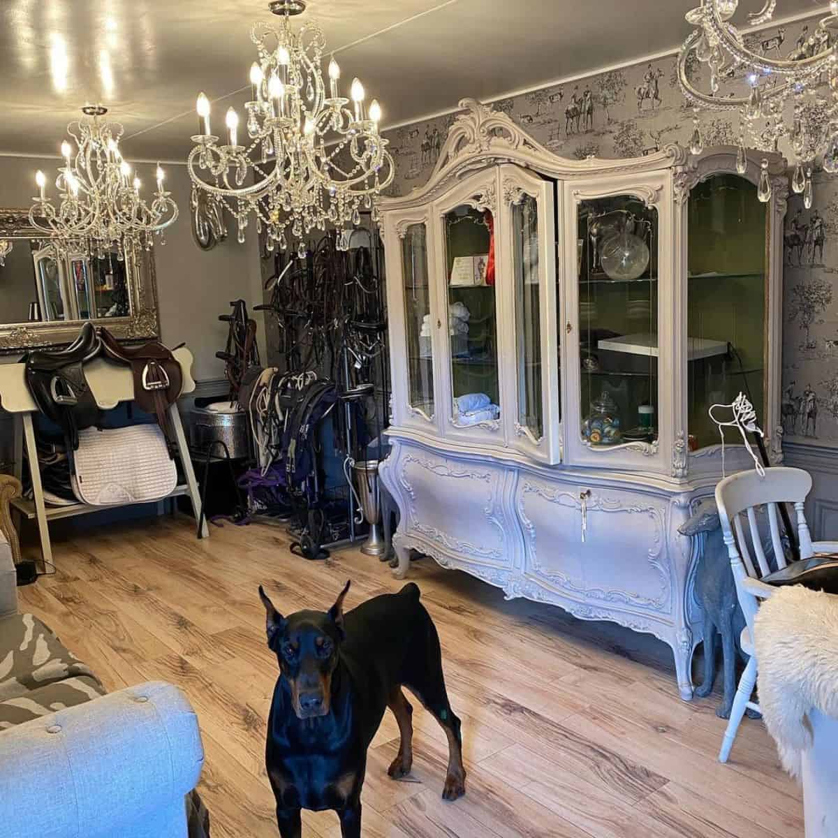 A tack room with fancy furniture filled with horse accessories and a brown dog.