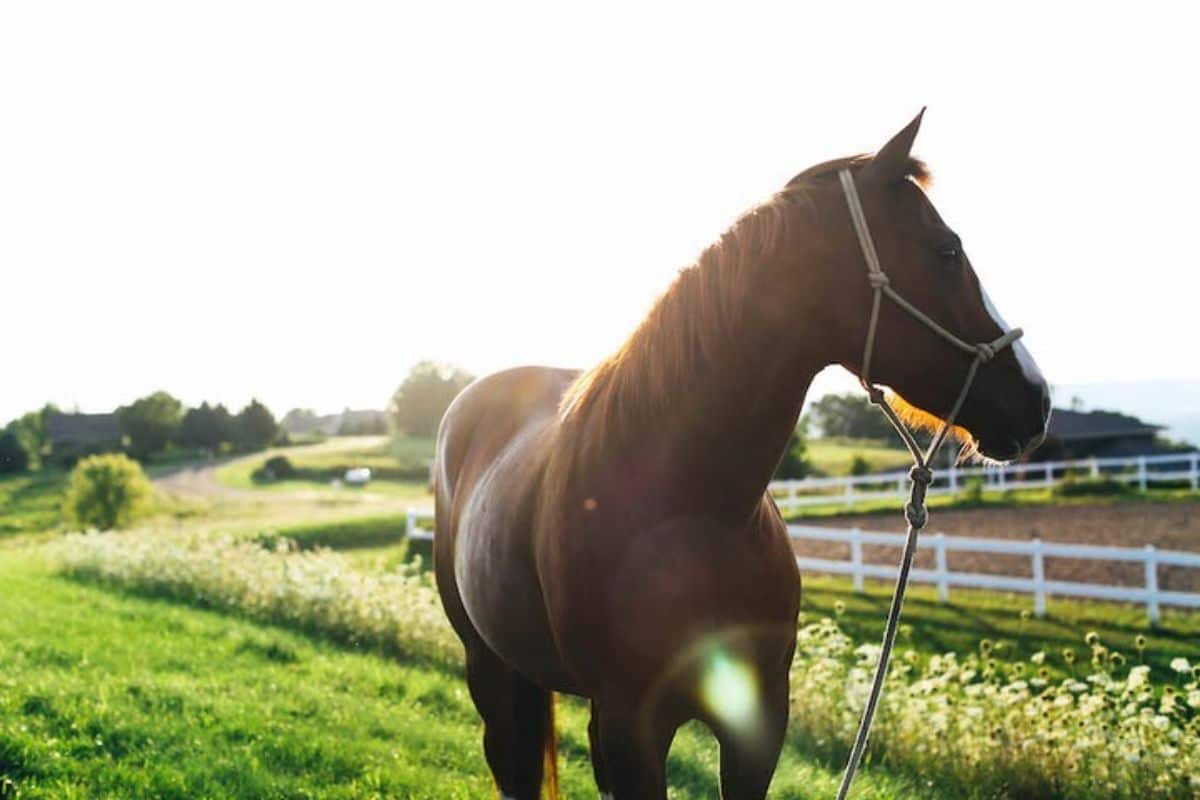 American Quarter Horse stands on a ranch.