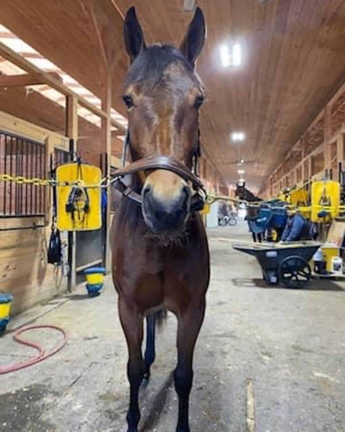 A brown American Standardbred horse in a stable.