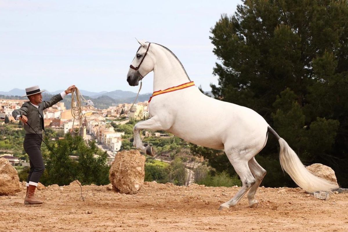 A white Andalusian horse being trained by a horse trainer.