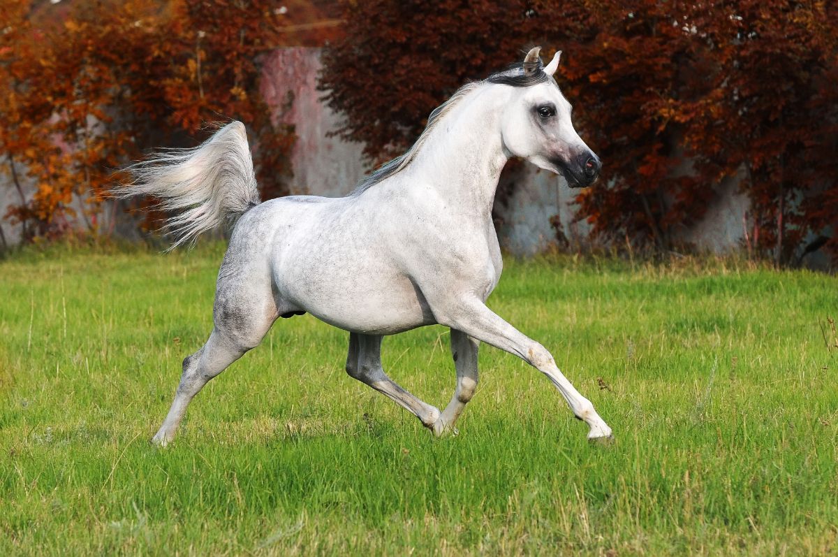 An adorable white-gray speckled Arabian horse runs on a meadow.