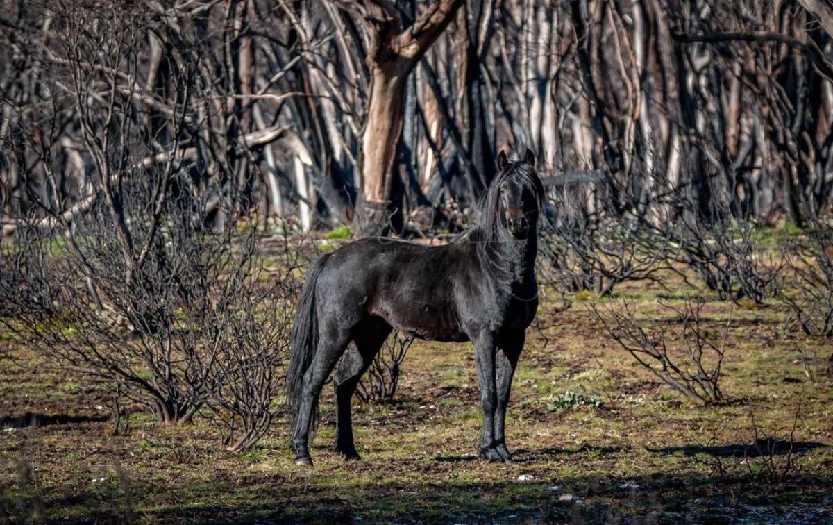 A beautiful black Brumby horse stands near a forest.