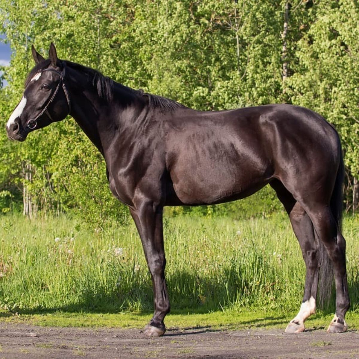 A beautiful dark-brown Budyonny Horse stands on a ranch.