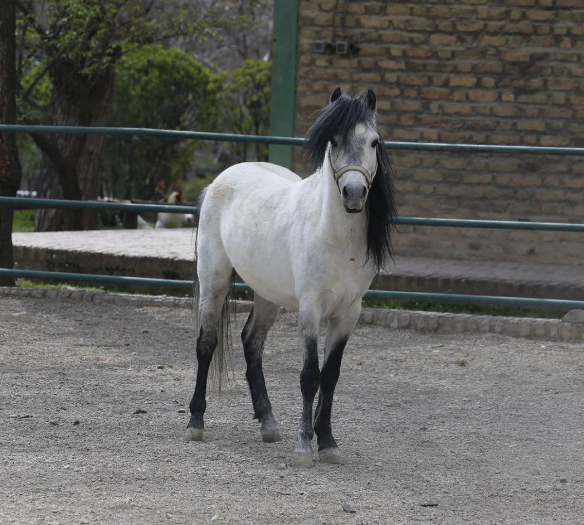 A gray Caspian Horse with a black mane stands on a ranch.