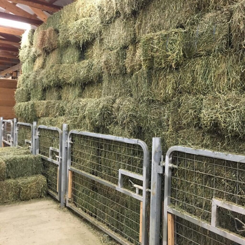 11 Brilliant Horse Hay Ideas (Clever Tips)