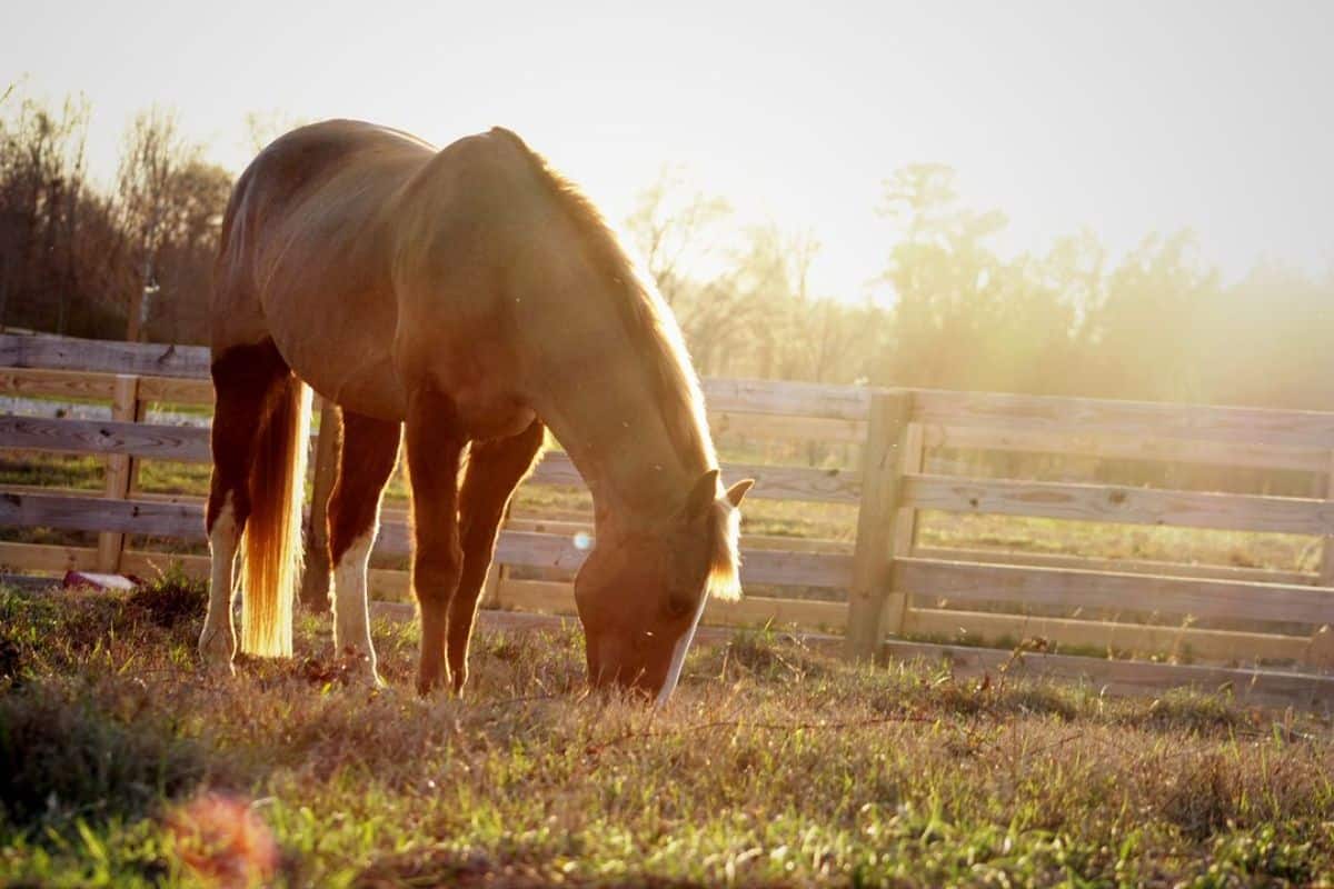 A brown horse grazes on a field on a sunny day.