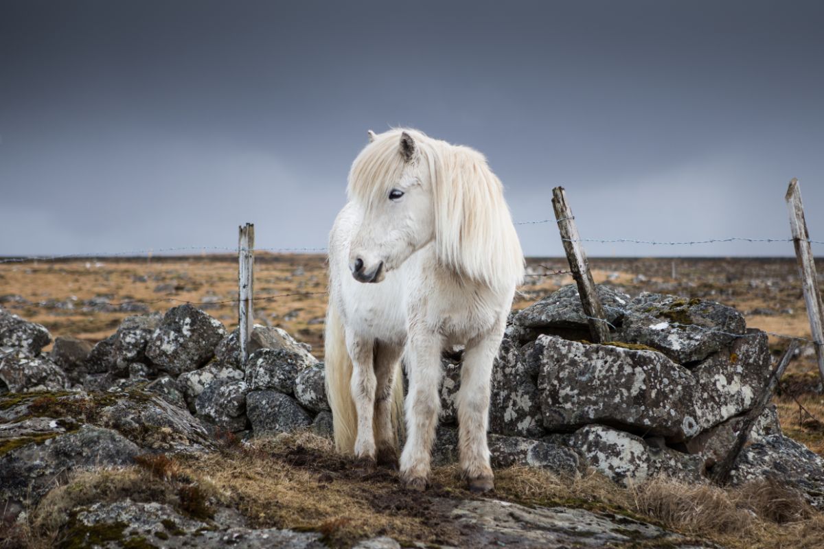 An adorable Icelandic Horse stands on a field.