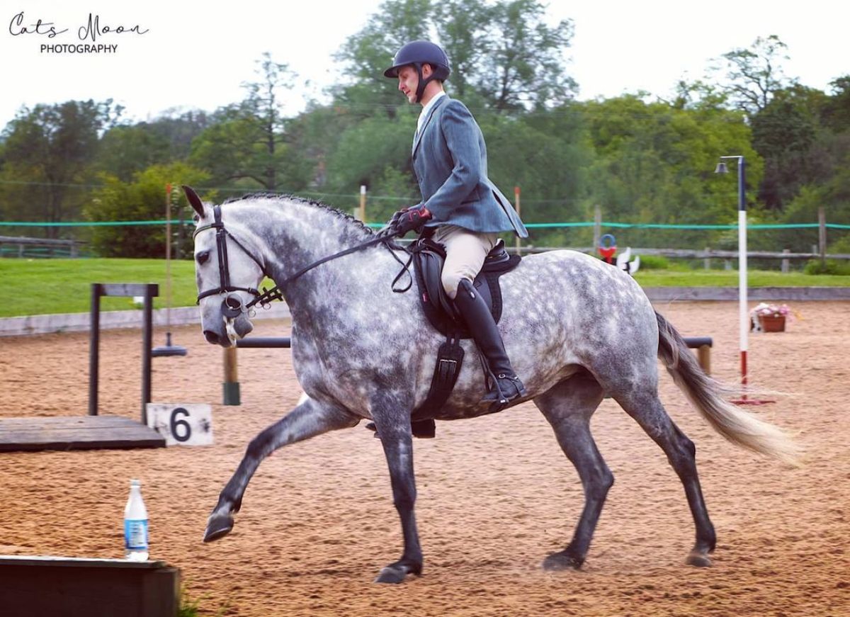 A male Equestrian rider sits on a gray horse.