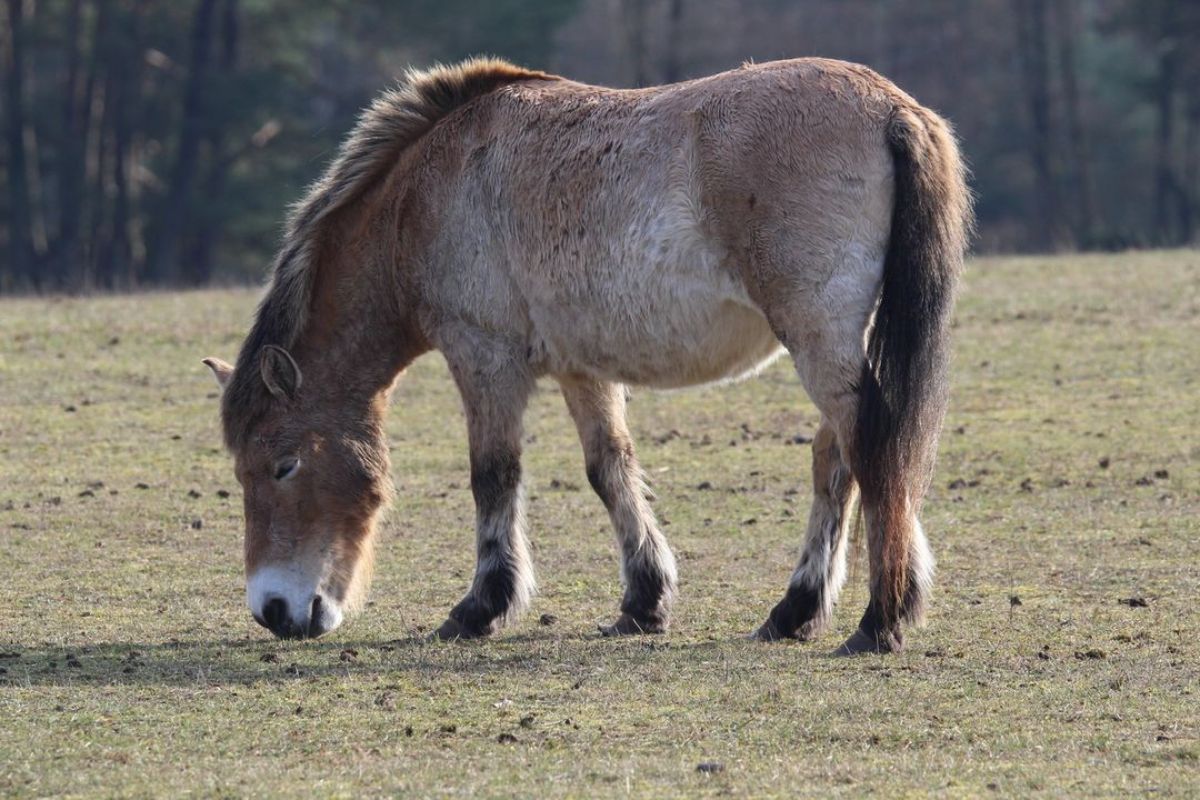 An adorable Przewalski’s Horse grazes on a field.