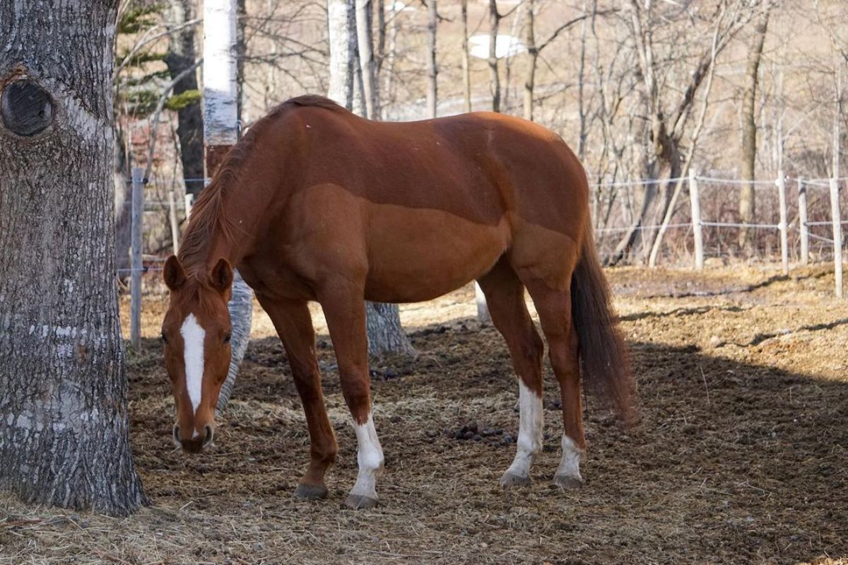 An elegant brown Thoroughbred horse stands near a tree.