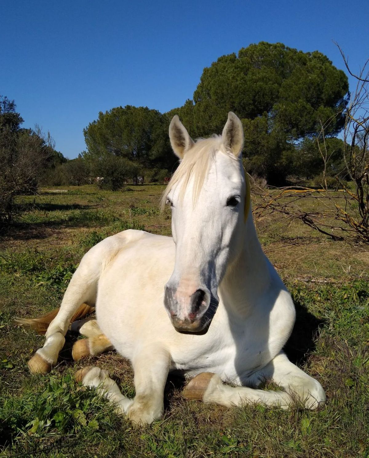 An Australian White Horse lays on the ground.