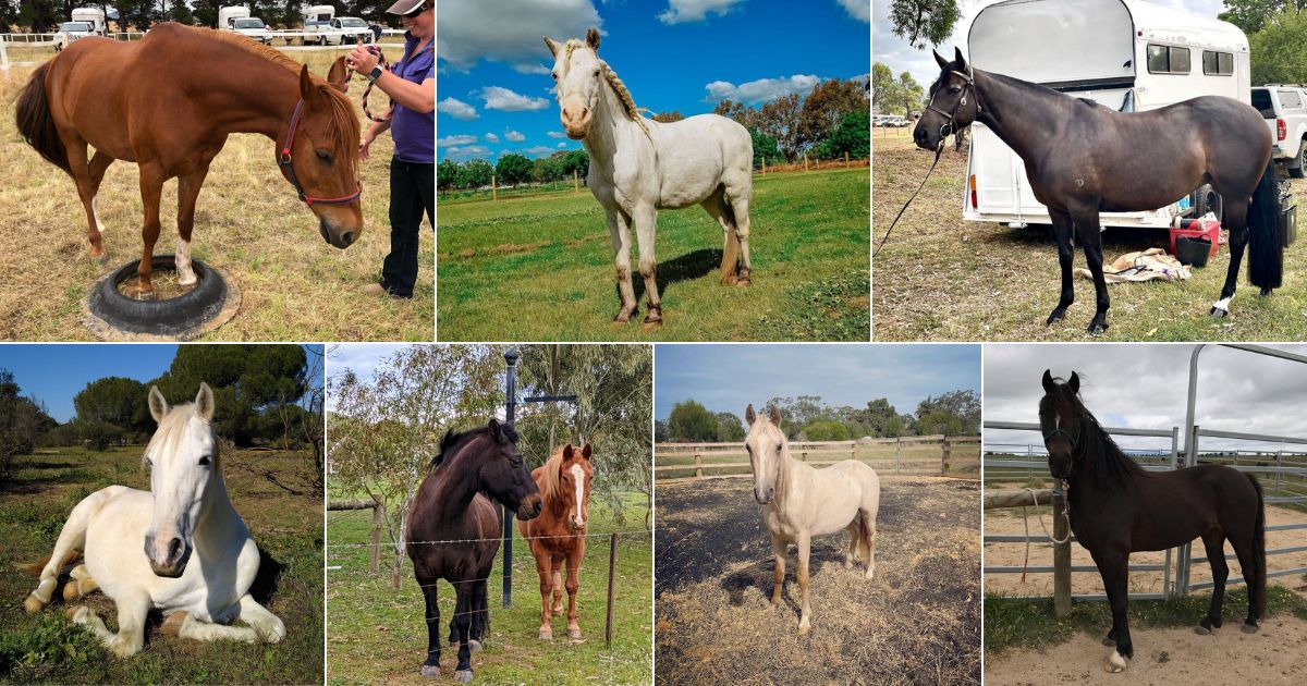 10 Best Australian Horse Breeds That Are Marvelous facebook image.