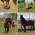 10 Best Australian Horse Breeds That Are Marvelous pinterest image.