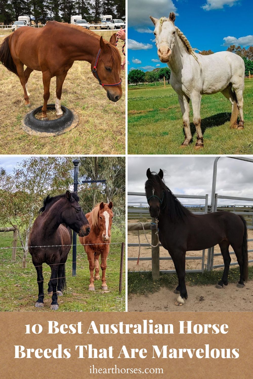 10 Best Australian Horse Breeds That Are Marvelous