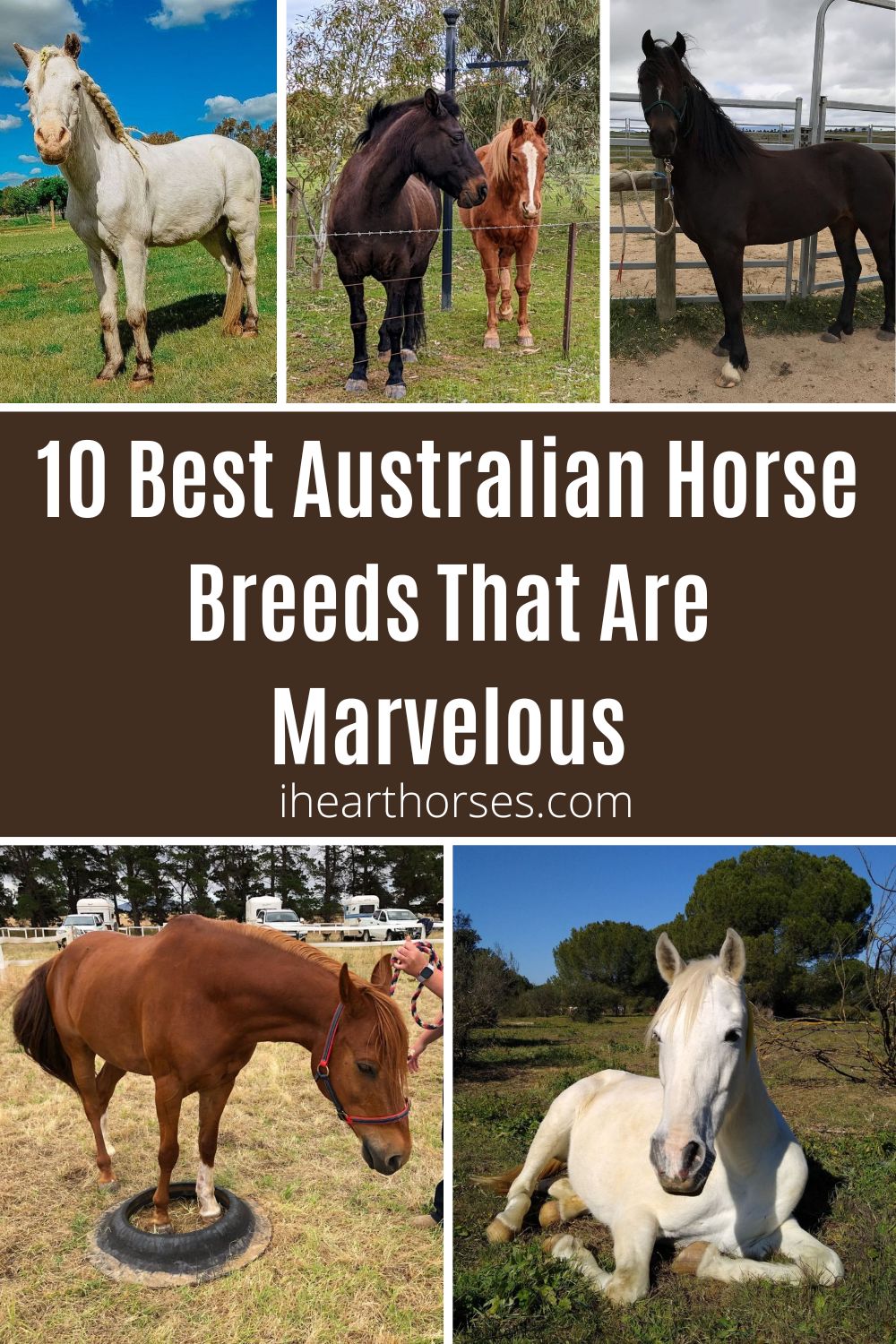 10 Best Australian Horse Breeds That Are Marvelous