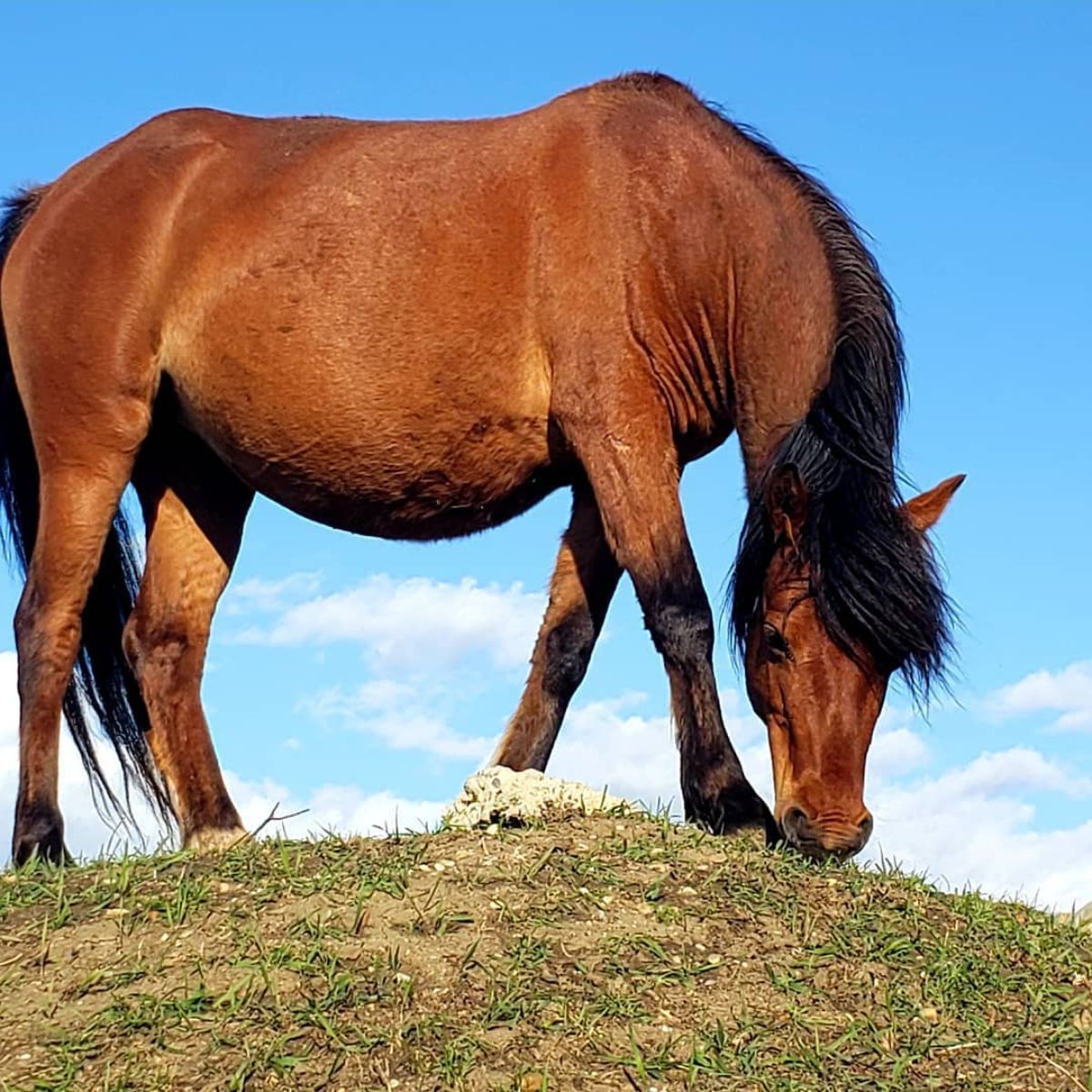 A big brown Caspian Horse grazes on a hill.