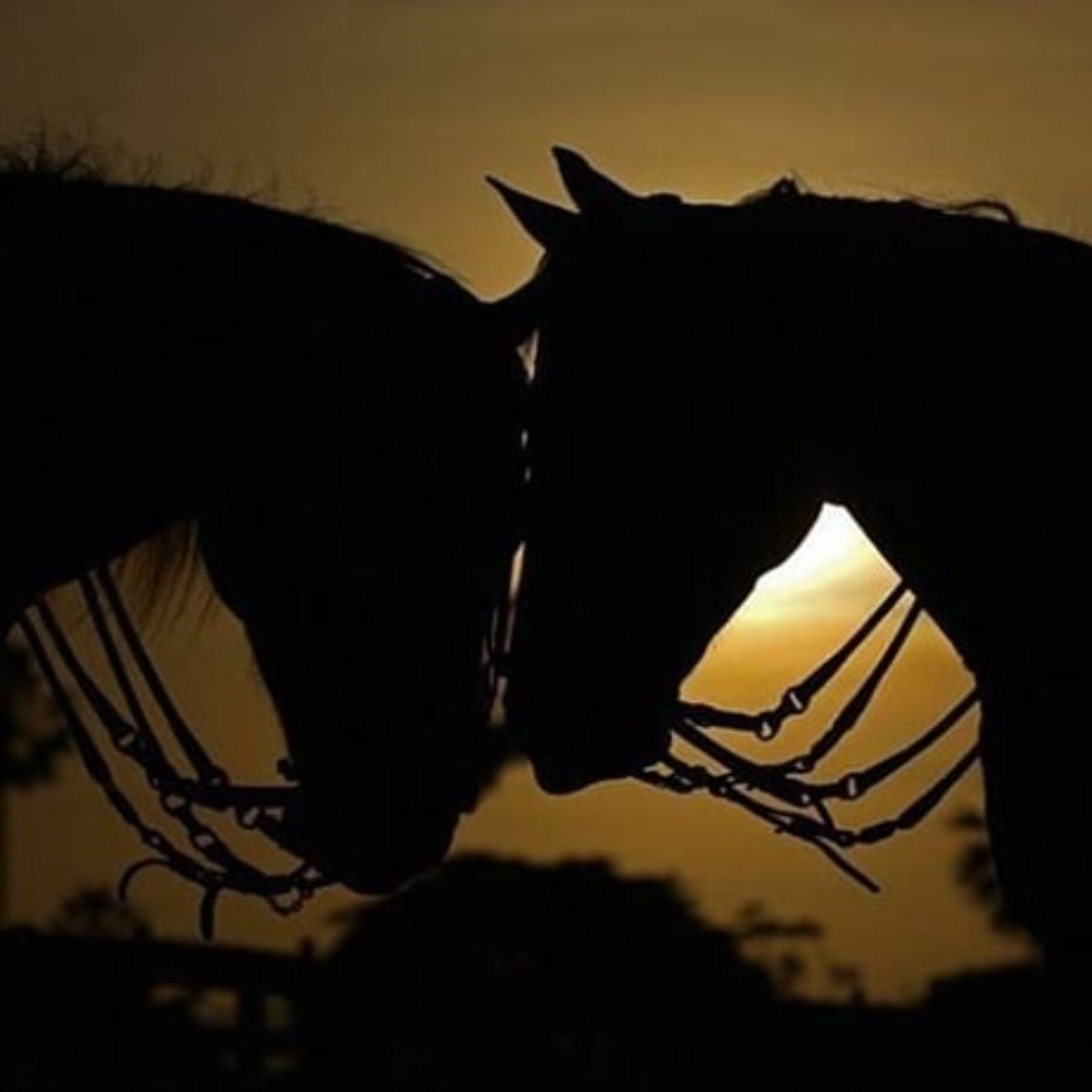 Two horses touching their heads on a sunset.