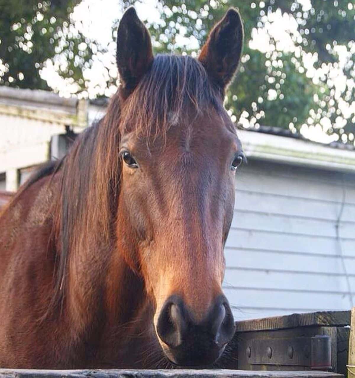 A brown horse stands in front of a white stable.