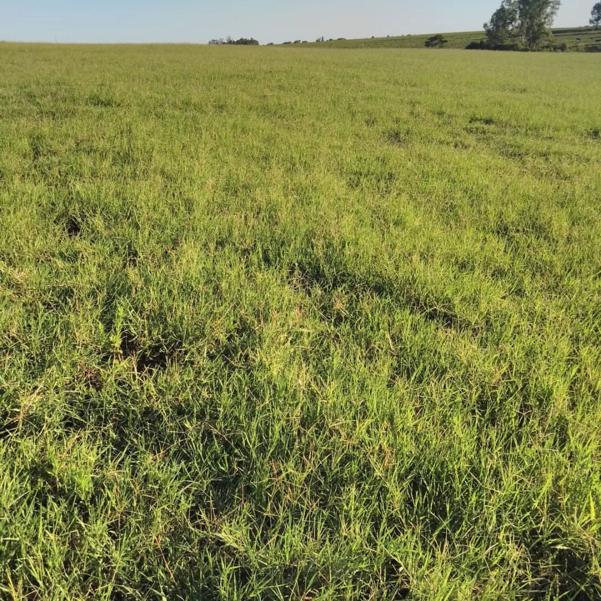 A field of Tifton 85.