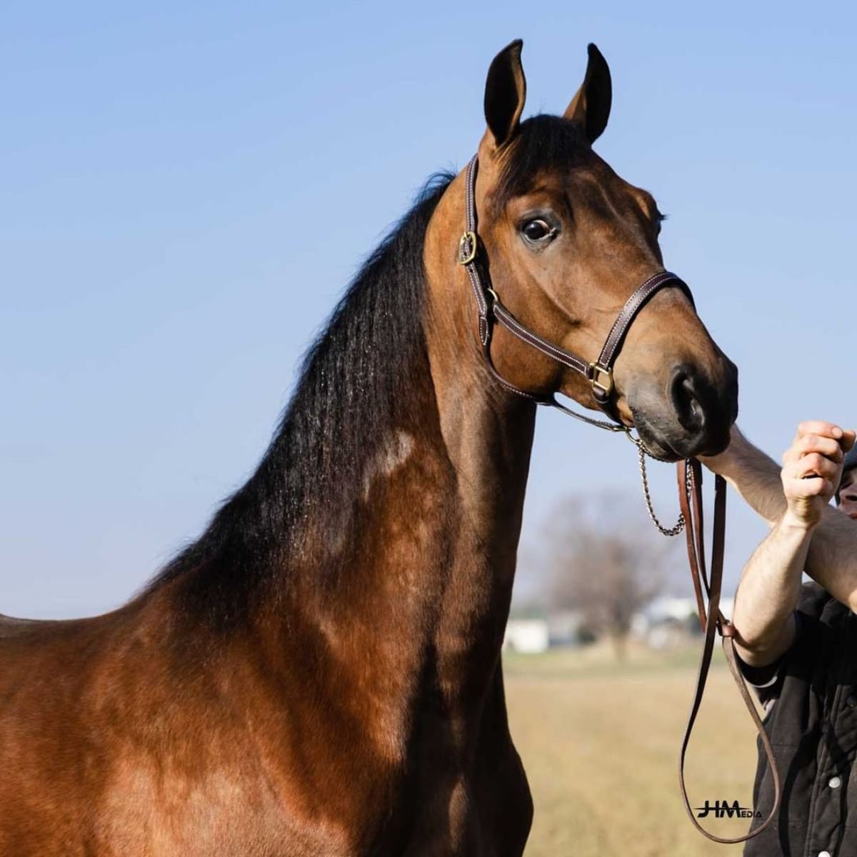 An owne pets a brown Morgan horse.