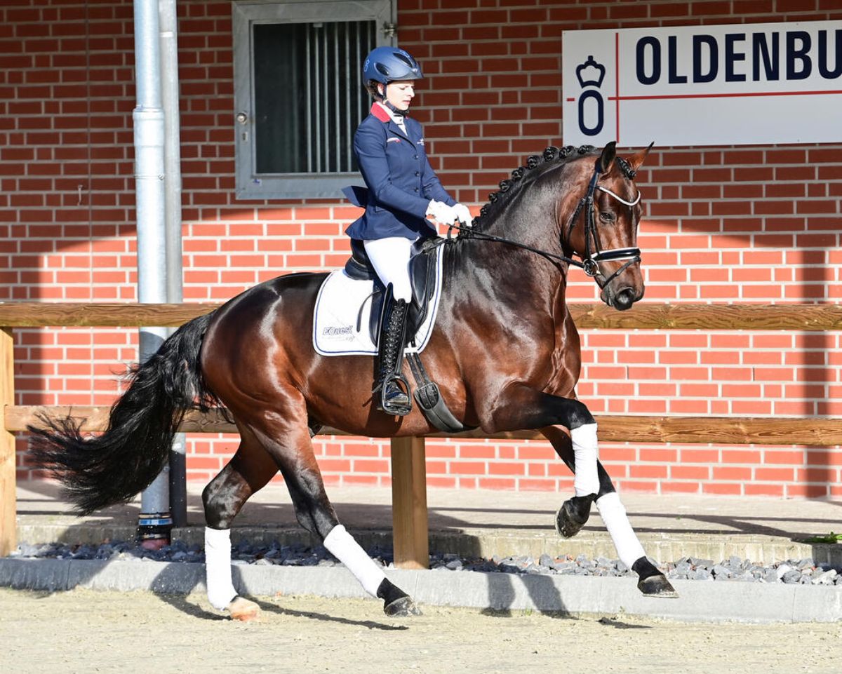 A woman rides a brown Oldenburg horse.