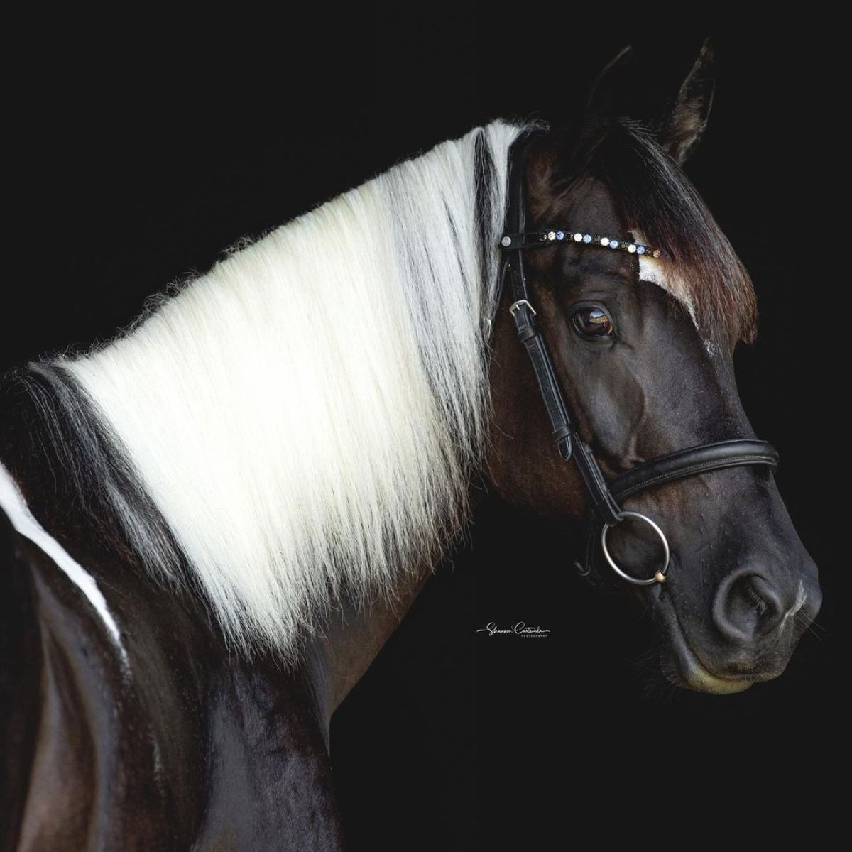 A portrait of a brown Paint Horse with a white mane.