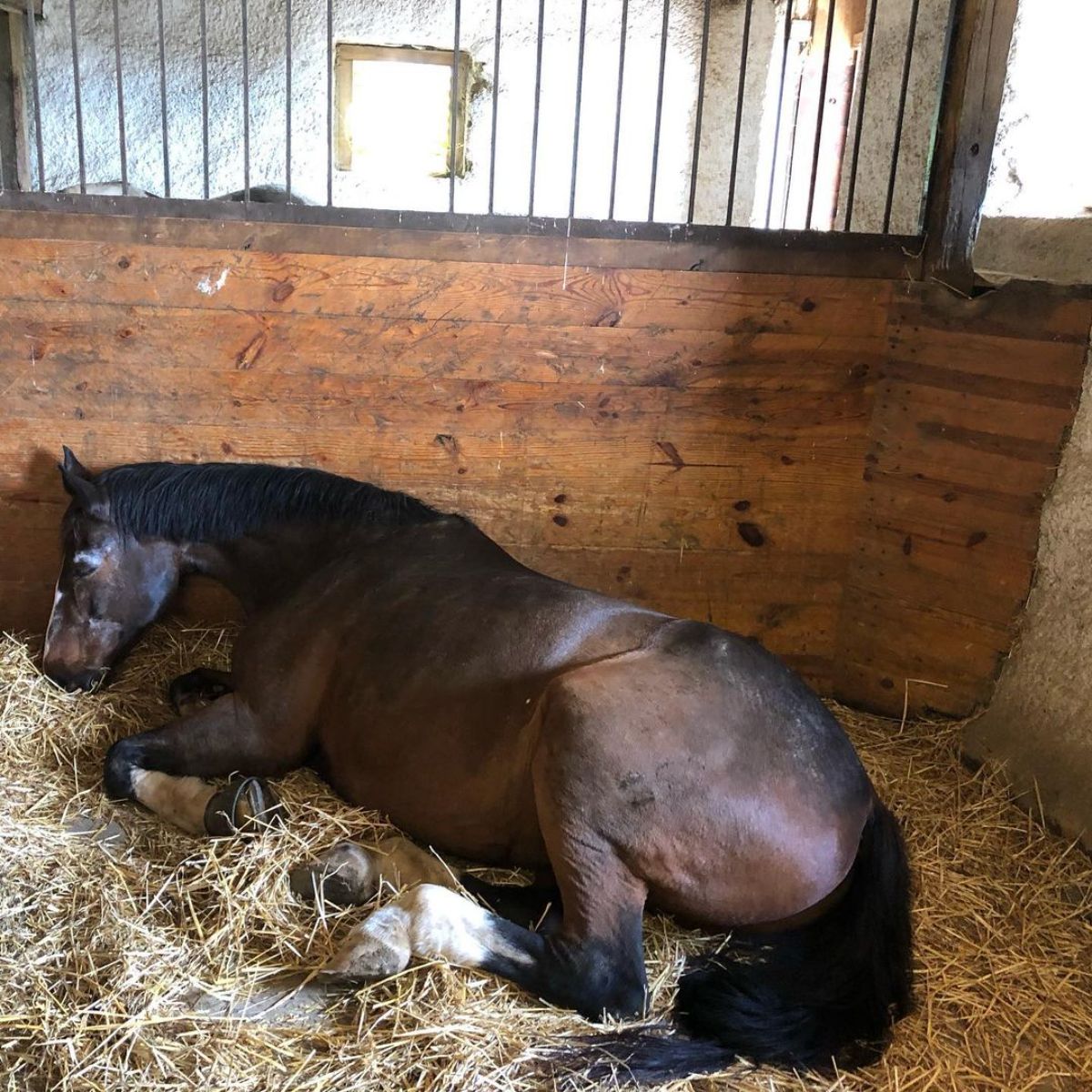 A brown horse sleeps in a stable.