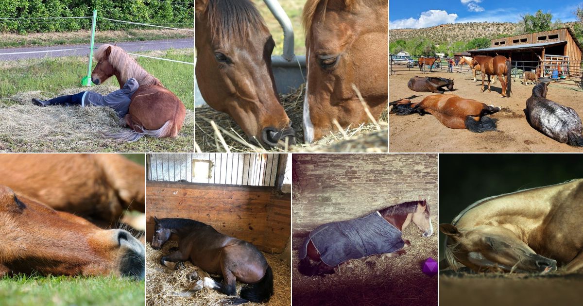 11 Adorable Photos of Sleeping Horses facebook image.
