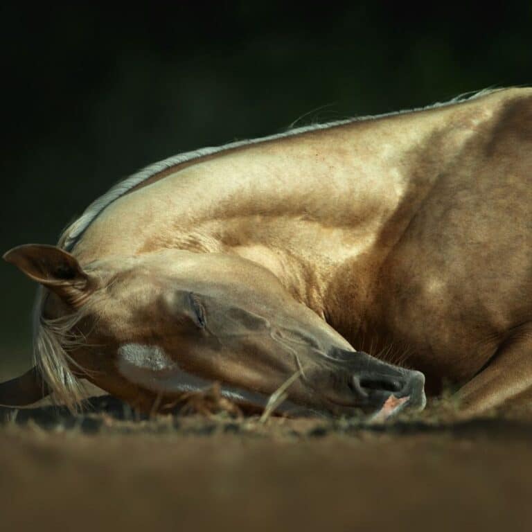 A brown horse sleeps.