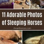 11 Adorable Photos of Sleeping Horses pinterest image.