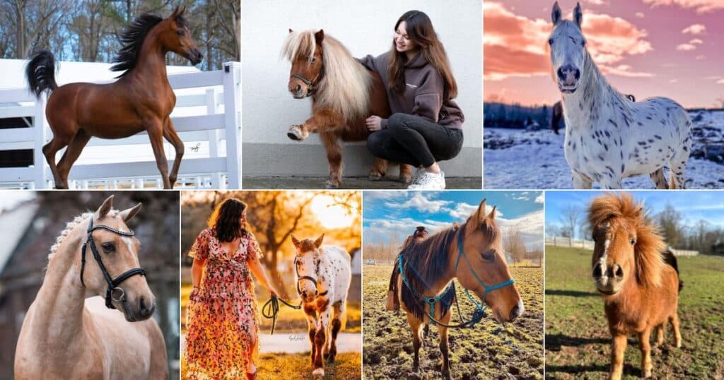 11 Best Horse Breeds For Kids (Gentle and Calm)