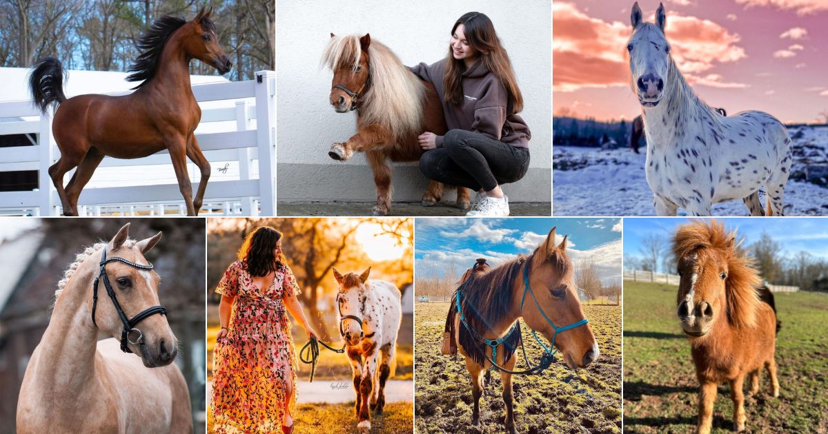 11 Best Horse Breeds For Kids (Gentle and Calm) facebok image.