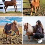 11 Best Horse Breeds For Kids (Gentle and Calm) pinterest image.