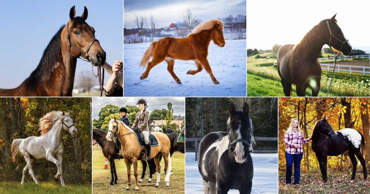 11 Best Horse Breeds for Mountains (With Photos) facebook image.