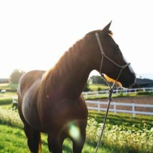 American Quarter Horse stands on a ranch.